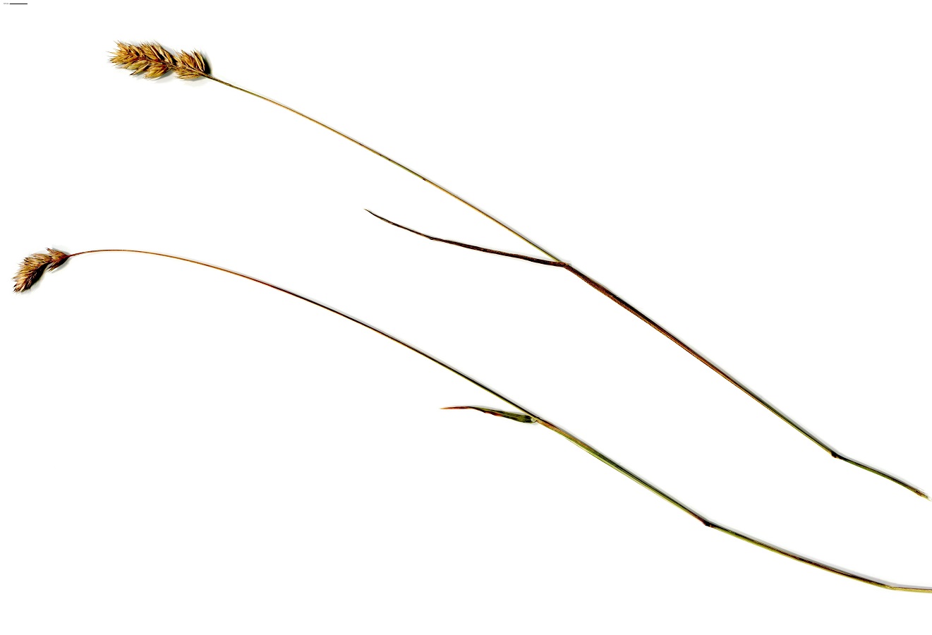 Dactylis glomerata subsp. hispanica (Poaceae)